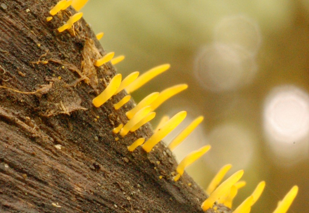 Calocera cornea